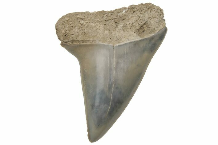 Fossil Mako Tooth - Lee Creek (Aurora), NC #220053